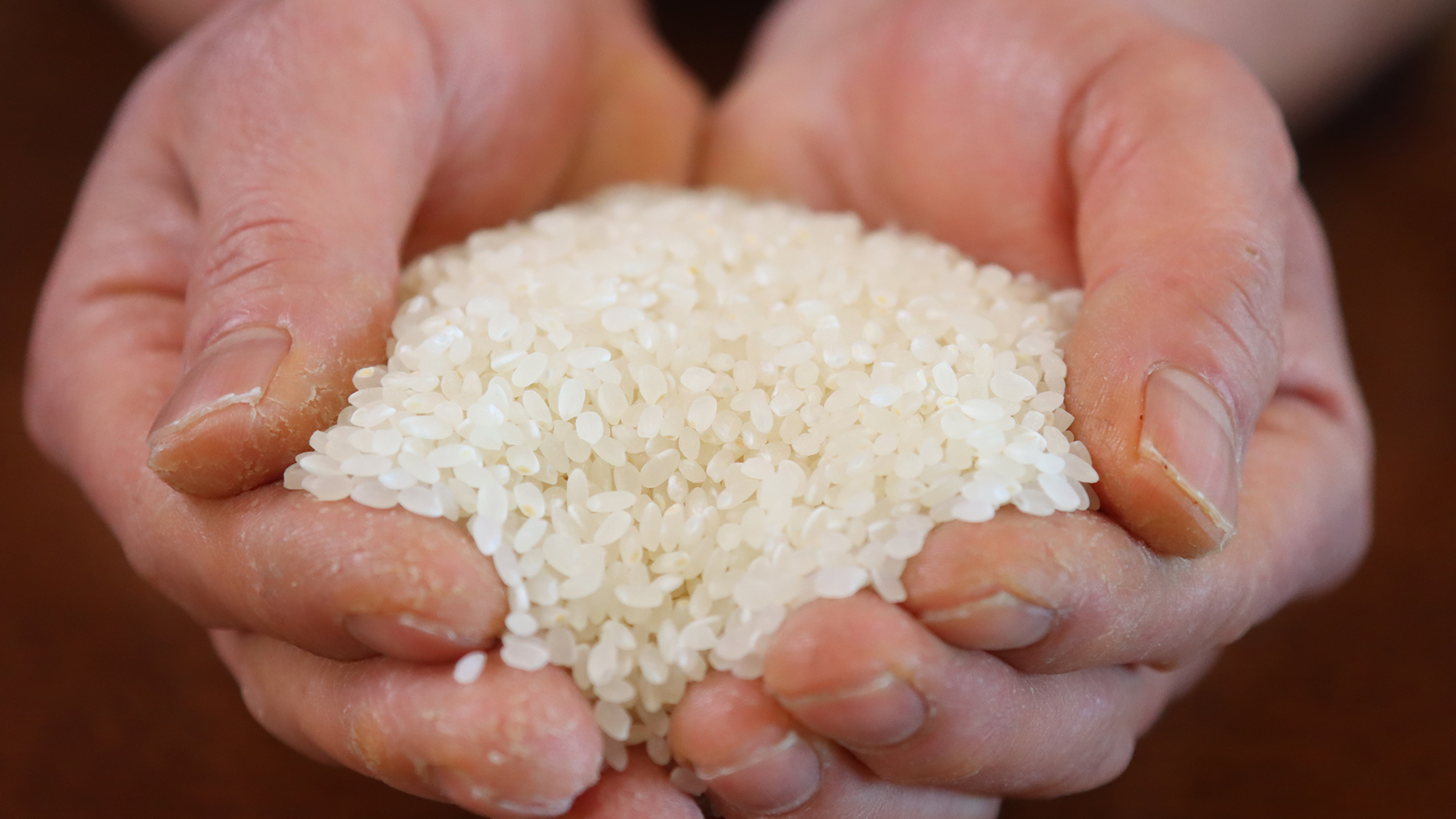 【食事】東御市産コシヒカリ使用