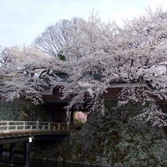 諏訪高島城公園の桜（太鼓門）