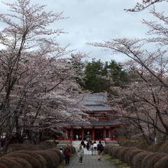 蓼科 聖光寺の桜