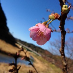 早咲きの河津桜♪２月に咲き始めます！
