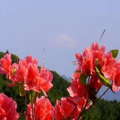 【お花まつり】長者ヶ原つつじ（南伊豆）5/5～5/20遊歩道の周りを山ツツジが咲きます♪