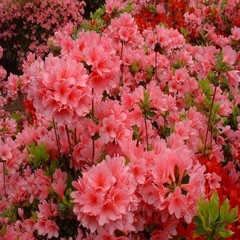 【お花まつり】小室山つつじ祭り（伊東）40種類10万本が赤いじゅうたんのようです♪