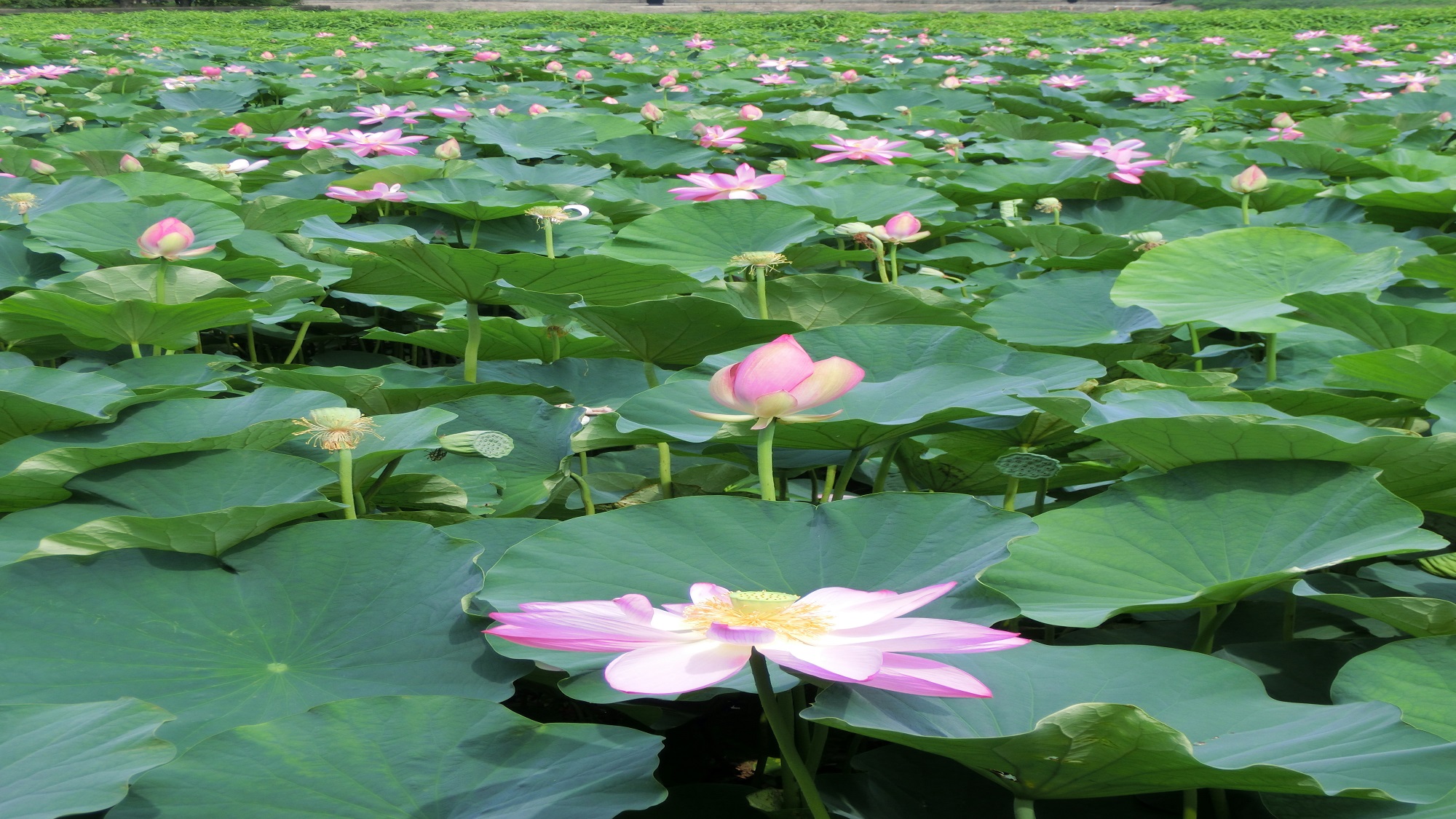 蓮の花