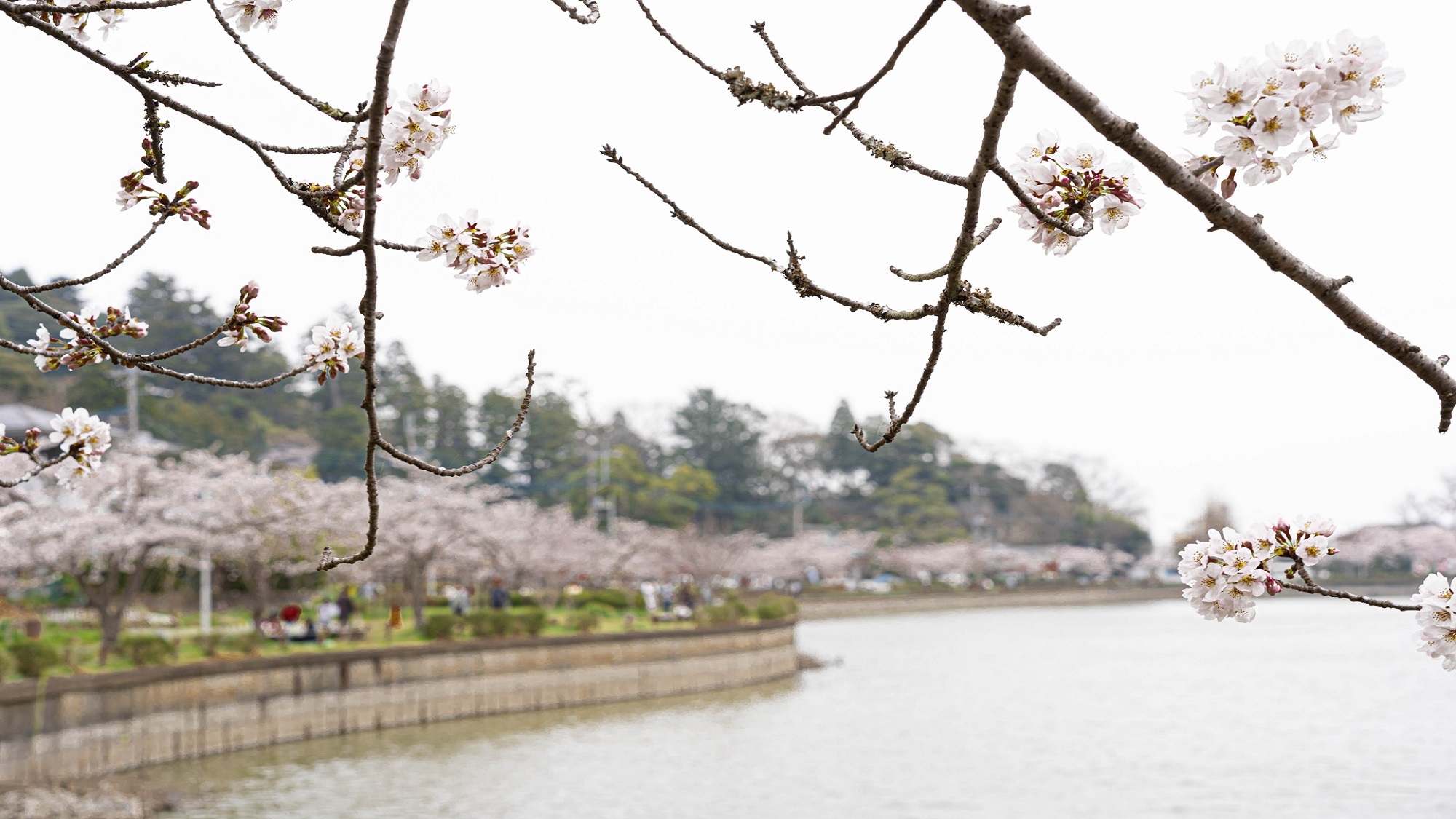 八鶴湖と満開の桜