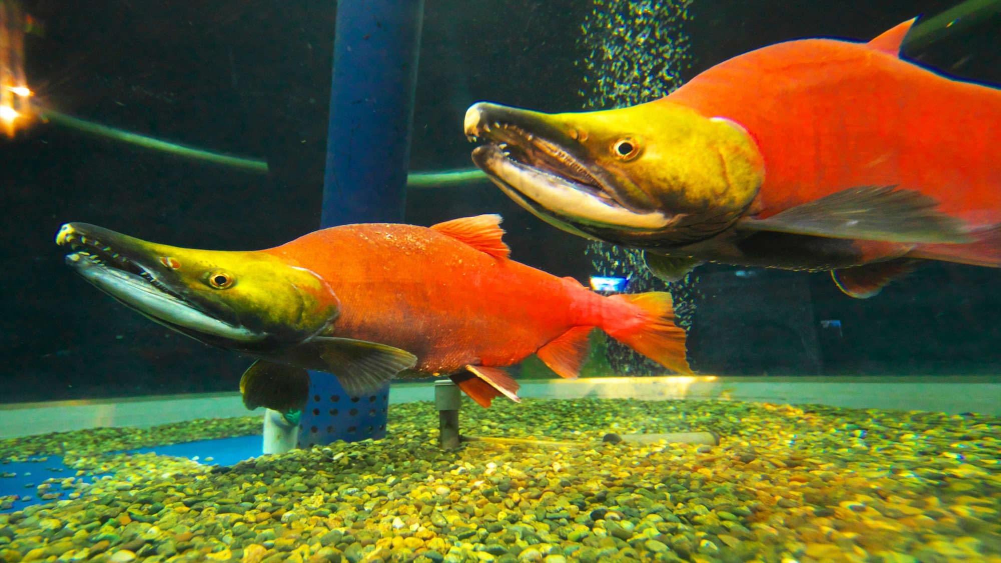 サケのふるさと 千歳水族館