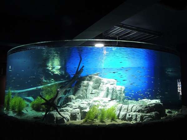 ◆サケのふるさと千歳水族館