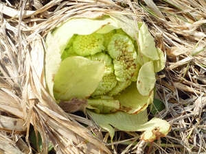 【GW☆直前割】まだ間に合う！！ラストスパートSALE★早めのアウトで★現金特価★連泊割