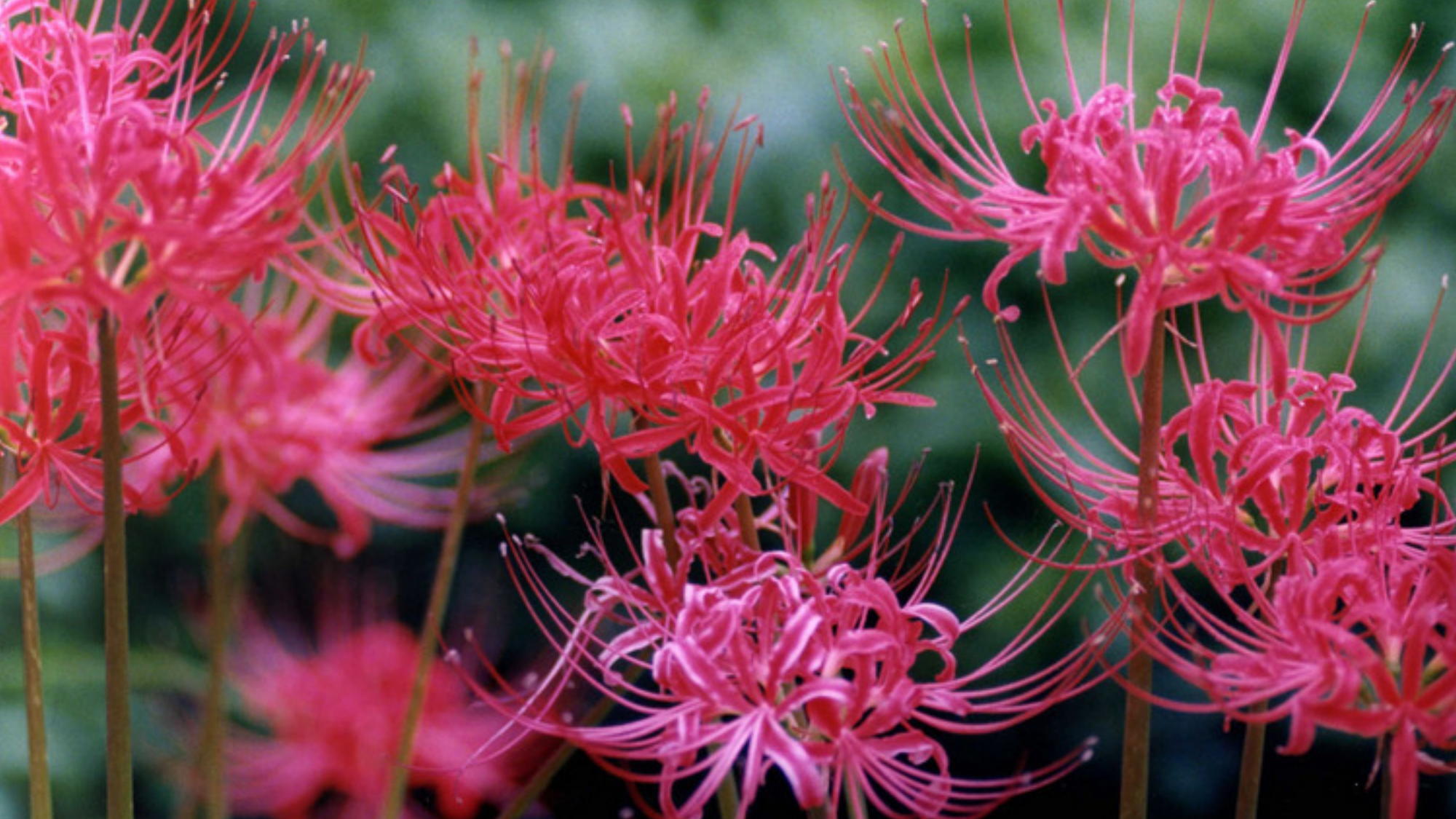紅葉スポット：番所地区 ※車で約25分│彼岸花（9月中旬〜下旬）