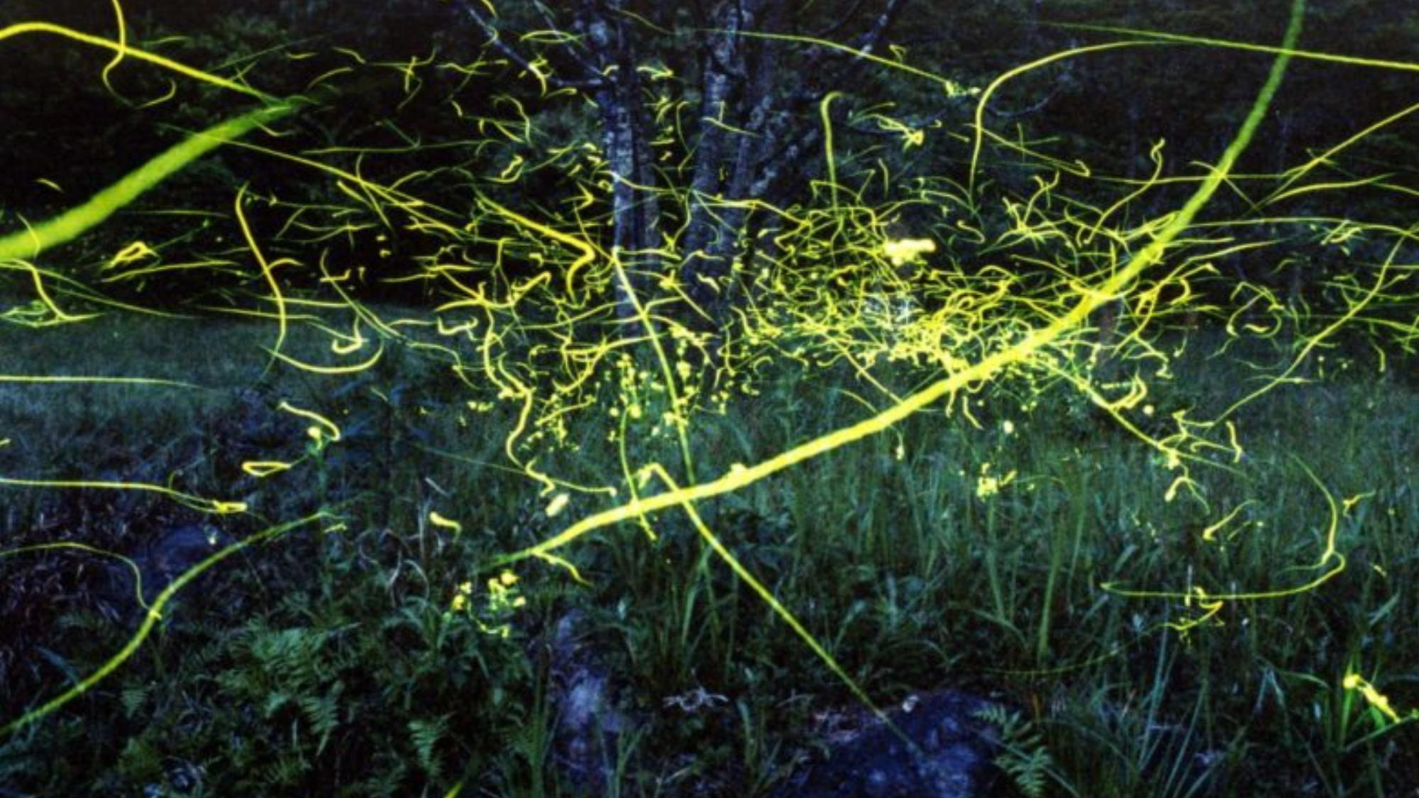 観光スポット：一つ目水源※車で10分│ホタル（5月中旬頃）