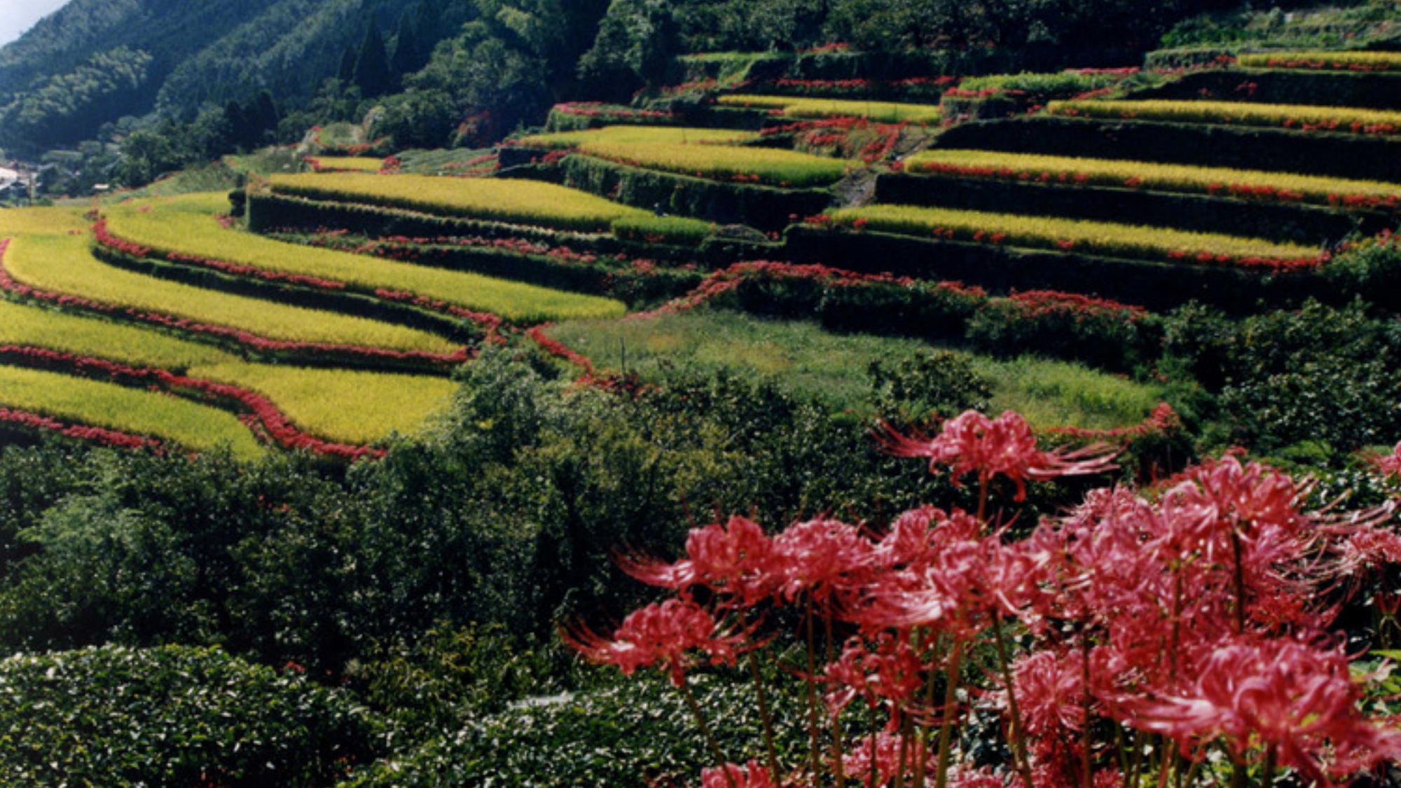 紅葉スポット：番所地区 ※車で約25分│彼岸花（9月中旬〜下旬）
