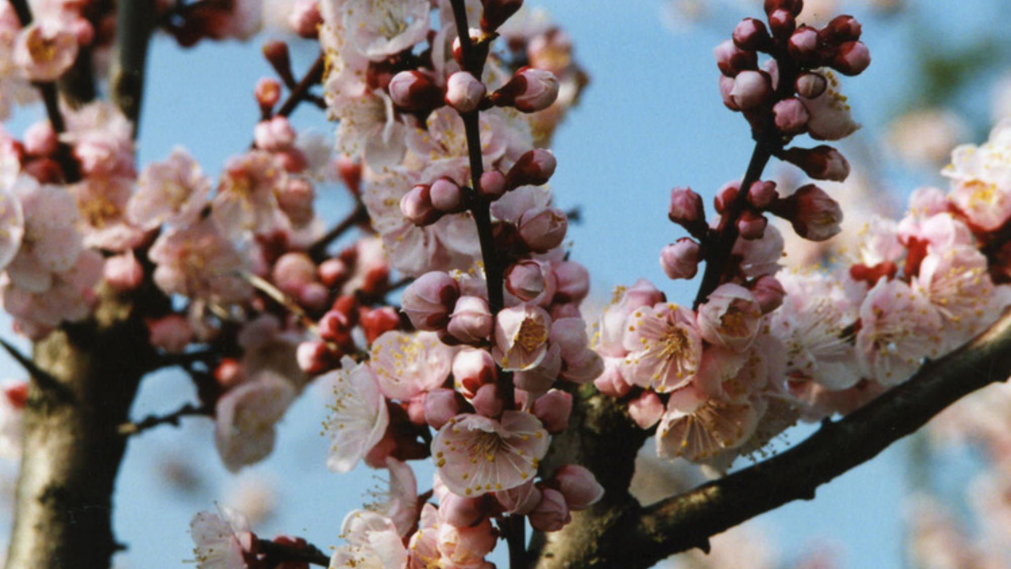 お花見スポット：あんずの丘※車で約20分│あんずの花（3月上旬〜中旬）