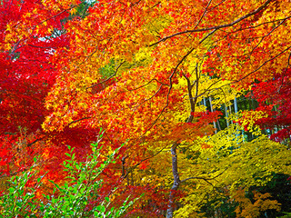 仁田峠 秋は紅葉狩りが楽しめる