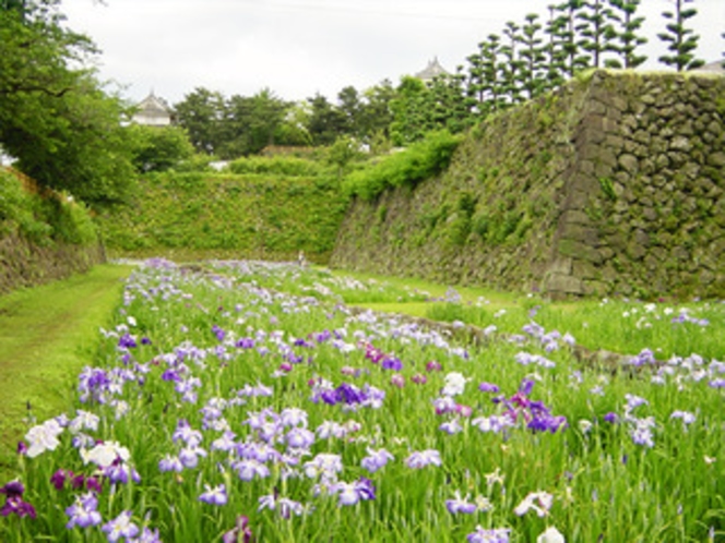 島原城のお堀 菖蒲や蓮を楽しめます