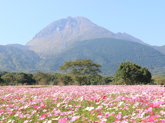 芝桜公園 秋はコスモスまつりが開催