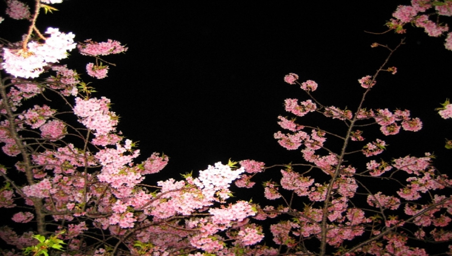 【河津夜桜送迎付！】早春を味わう海鮮物語プラン