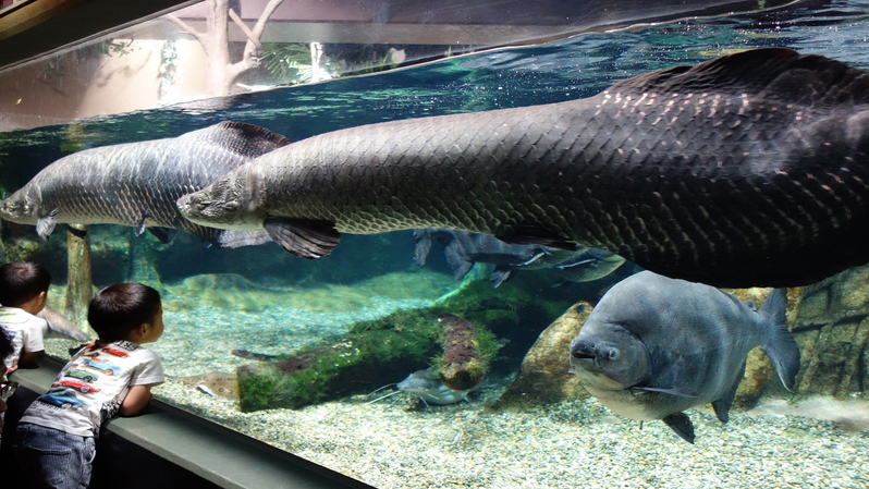 アクアトト(世界淡水魚園水族館)入場券付！朝食付プラン