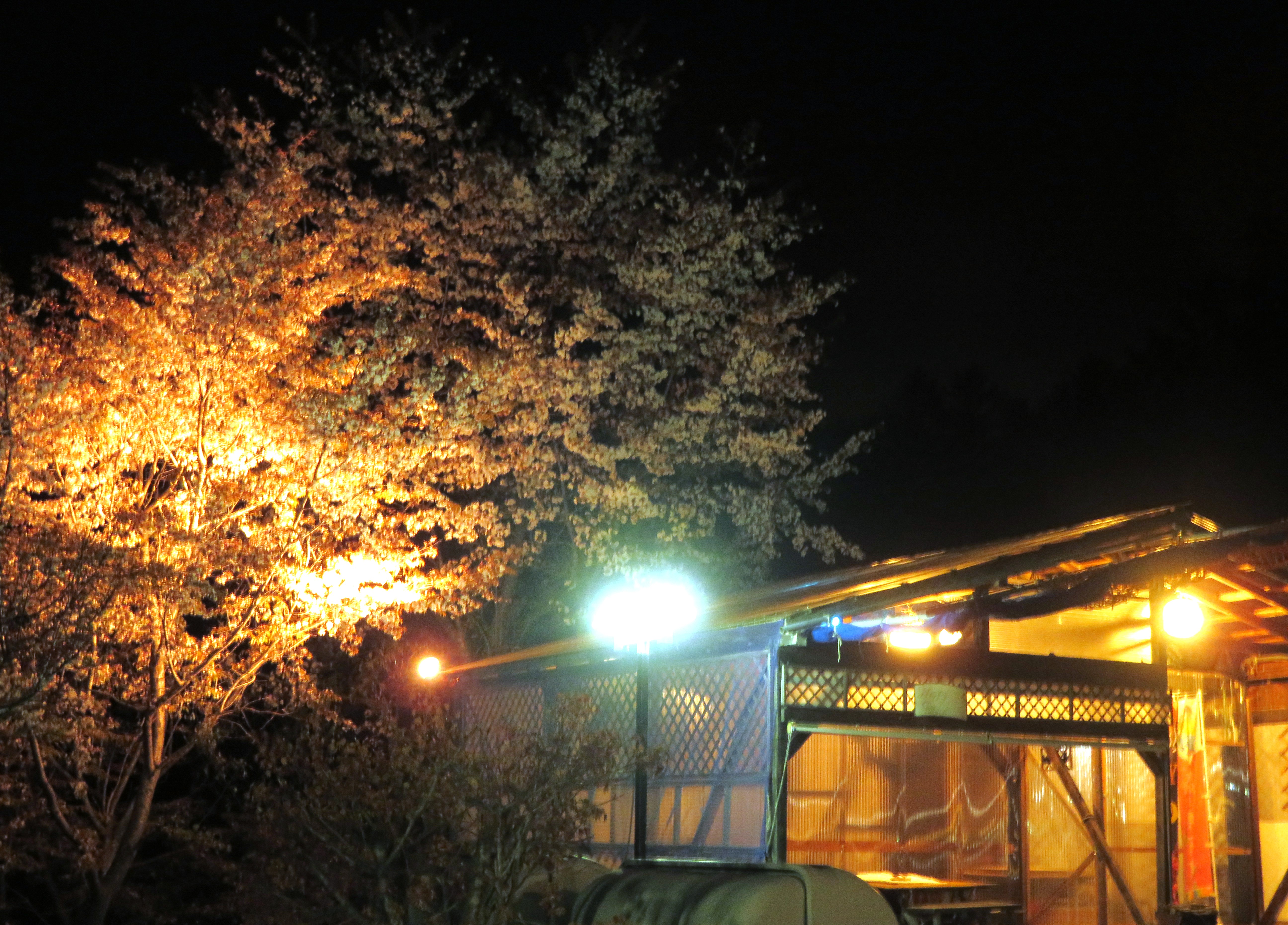 春の夜景／夜桜でBBQも愉しめる