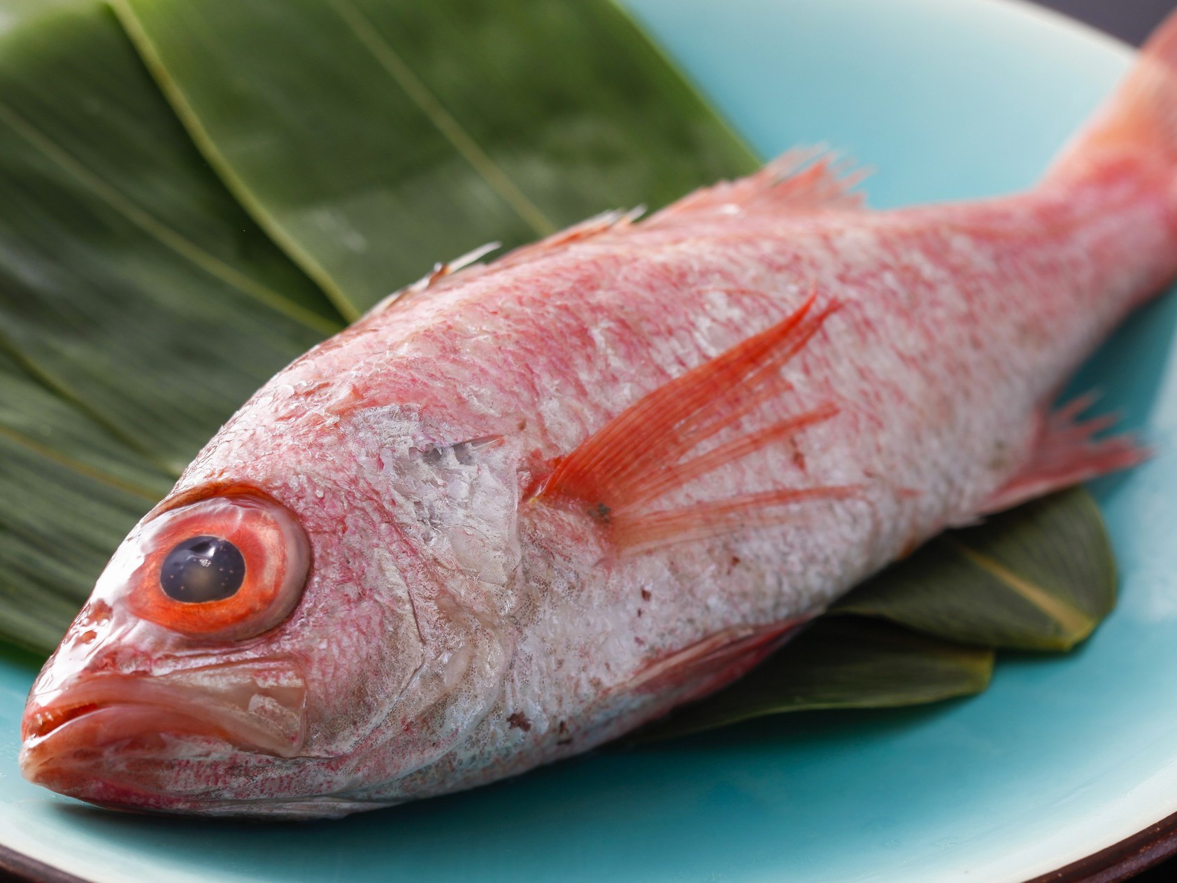 【料理長渾身☆初夏限定】朝獲れ生イカ姿造り1杯×ノド黒塩焼1匹×但馬牛ステーキ100ｇ】但馬豪華競演