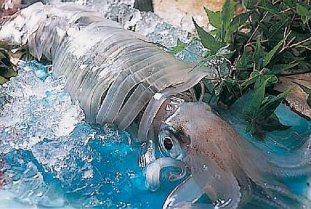 【日帰り】夏イチオシ☆スイスイ泳ぐ活イカを７種の料理で食べ比べ！【香住クリスタルキングプラン♪】 