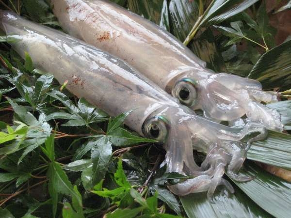 ＼絶賛の声続々〜お造り天国／カニ刺！朝獲れイカ！地魚！但馬牛【香住の四大餐宴】