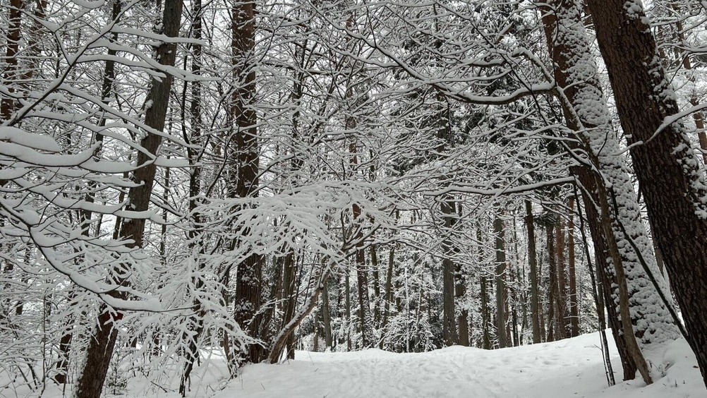 【草津温泉を満喫】◇標高1200メートルの自然と温泉で過ごす◇リフレッシュ＆バイキングプラン♪