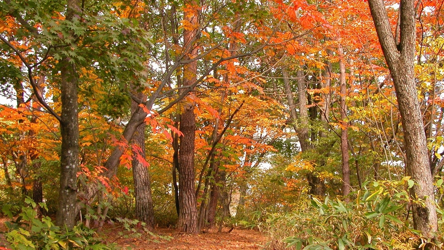 【ホテル周辺・秋の自然】森林浴コースを歩きながら、秋の自然をお楽しみください。