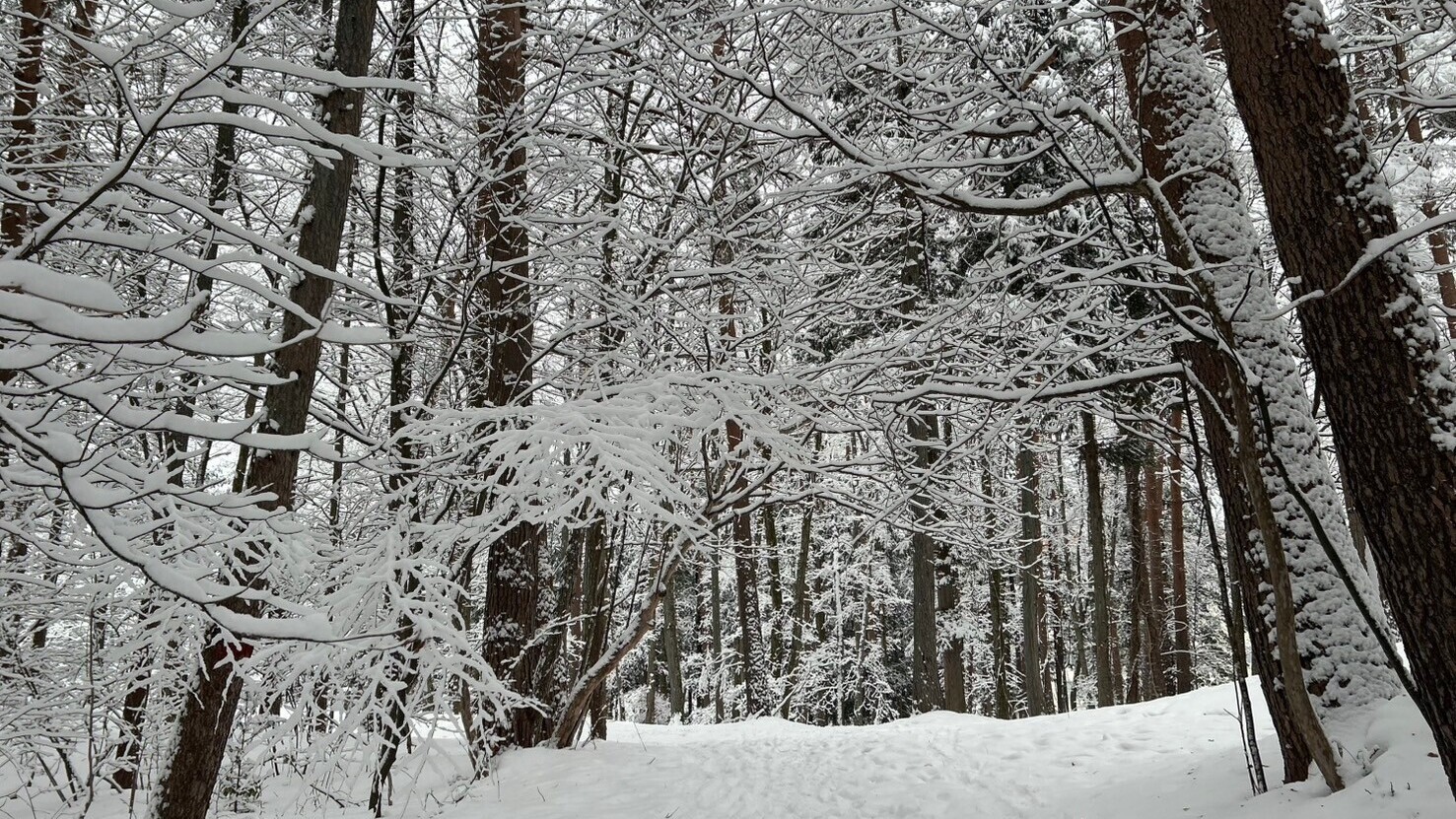 【冬】白銀の雪景色。