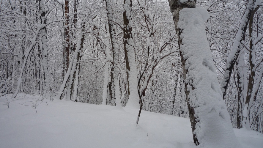 【ホテル周辺・冬の自然】晴れた日の朝は、朝日が雪に反射して、美しい光景を見せてくれます。