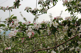 リンゴの花（5月初旬）