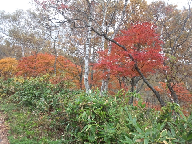 紅葉（10月）