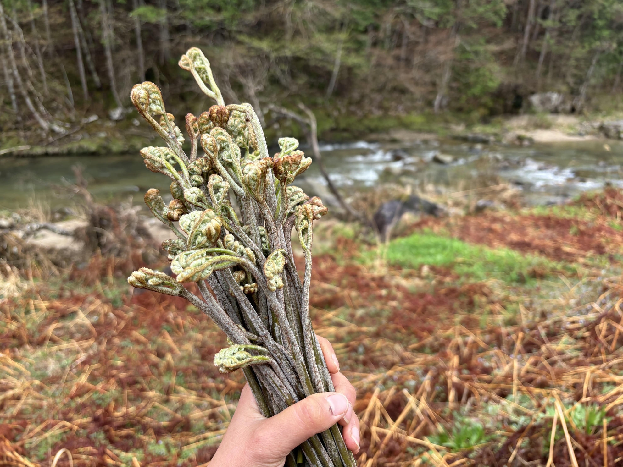 【山菜付きせいろ蒸し・囲炉裏】当館人気No.1のせいろ蒸し・囲炉裏に山菜付き♪