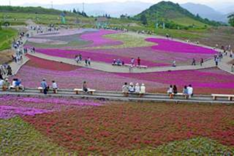 茶臼山高原の芝桜（当館より車で約15分） 見頃は5/20頃