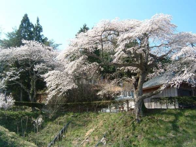 売木村天然記念物　宝蔵寺のしだれ桜　見頃は4月中旬～下旬