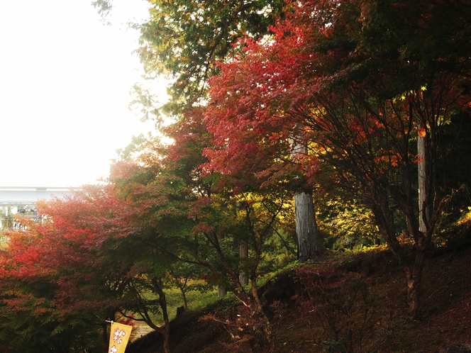 紅葉に彩られた玄関前。秋の美しさと温かさがお出迎え。美食とくつろぎの旅をお楽しみください。