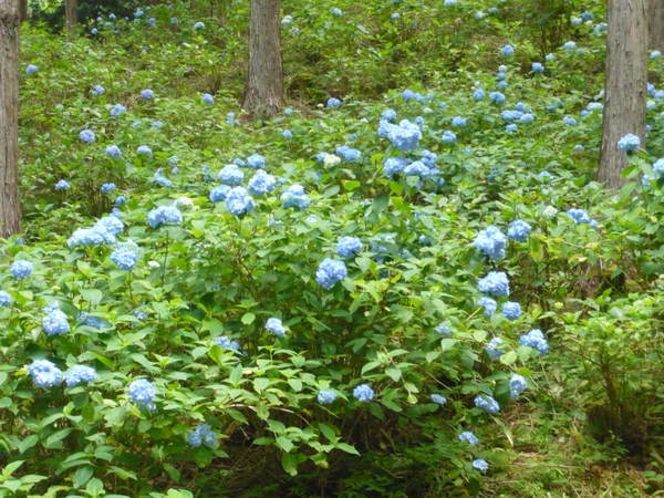 あじさいの里の見事なあじさい 見頃は6月頃