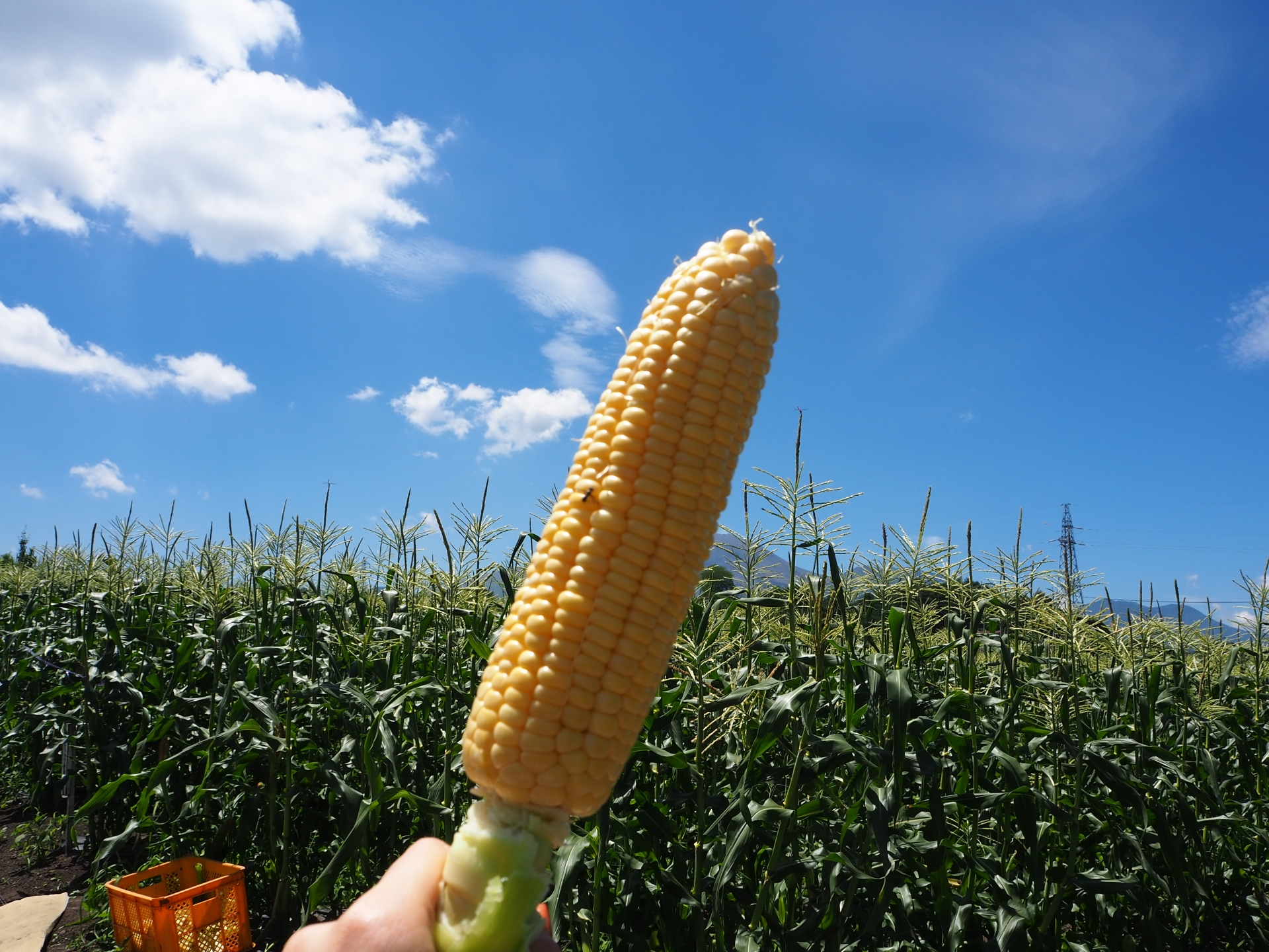 とうもろこし収穫体験
