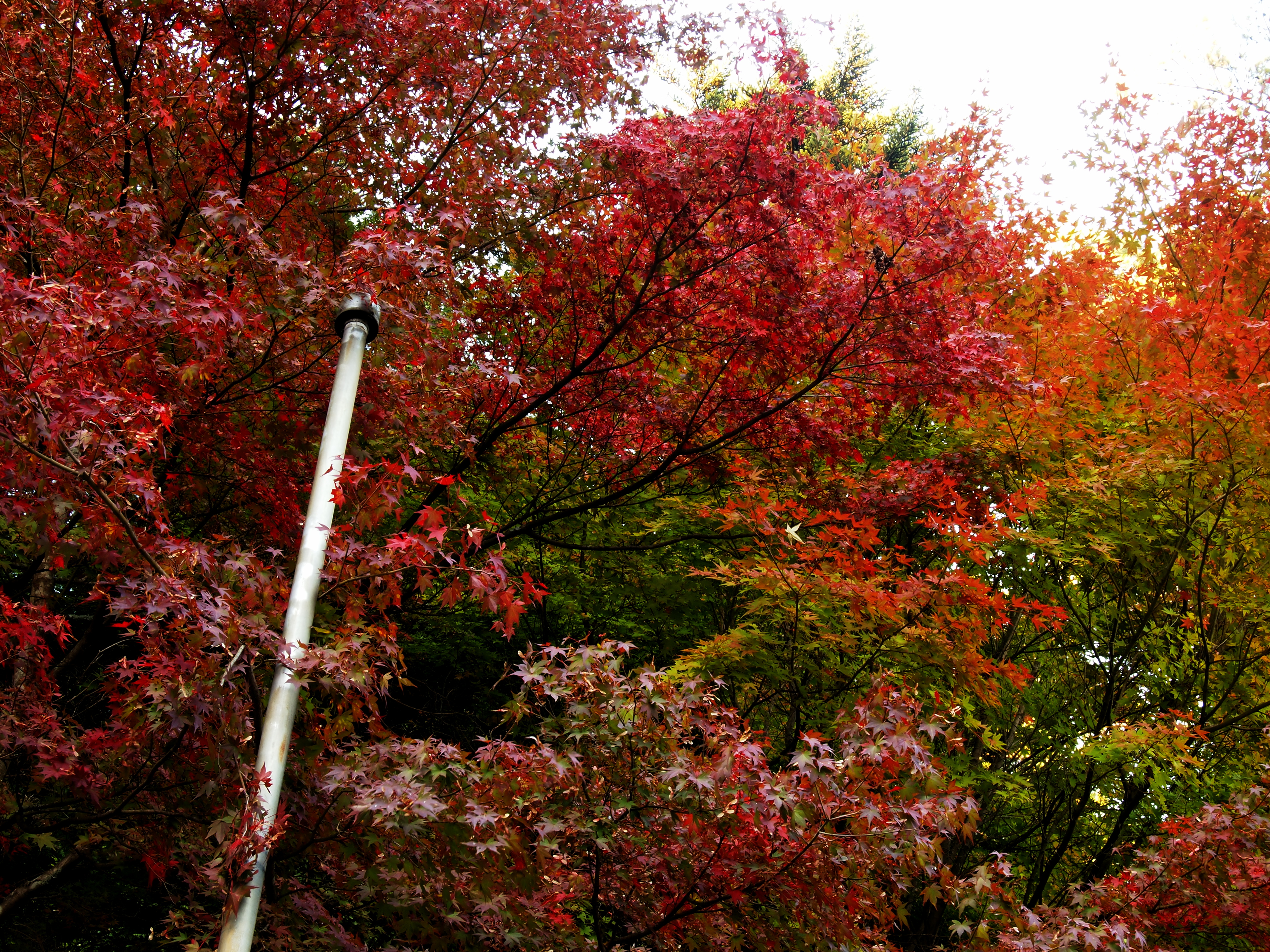 紅葉に彩られた玄関前。秋の美しさと温かさがお出迎え。美食とくつろぎの旅をお楽しみください。