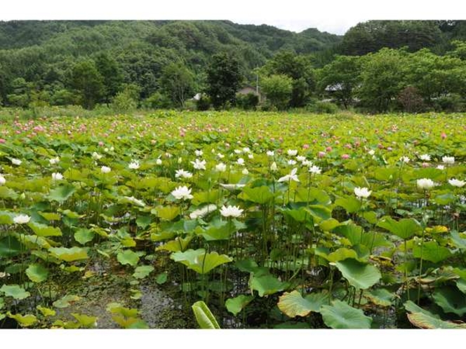 当館すぐ近くの向原蓮の池の美しいハスの花