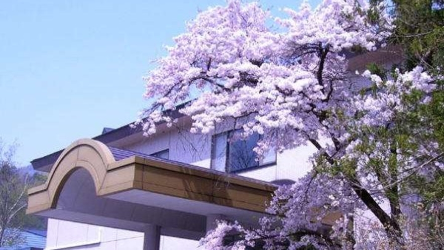 当館玄関横の《満開の桜》春の様子