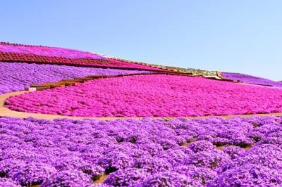 【★花と緑のテーマパーク★東京ドイツ村チケット付♪】駐車場代込み！○朝食バイキング付