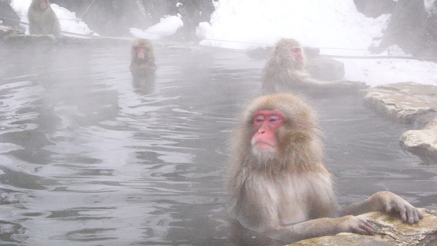 こんなに間近で！北信州の大人気観光スポット・地獄谷野猿公苑では温泉に入るおサルを見られます！