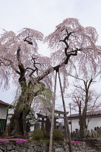 虚空蔵尊の枝垂桜