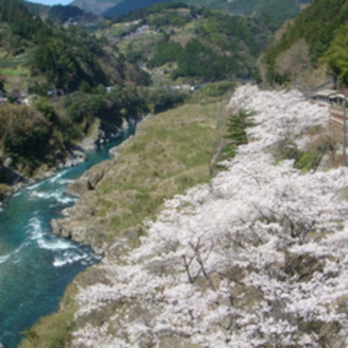 大歩危駅の桜