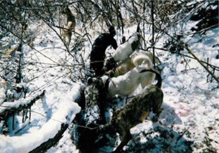 ★野生のいのししを追う猟犬★