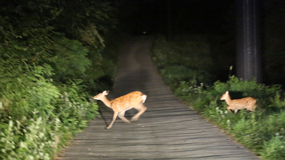 【夜のゲレンデ・ナイトツアー】めったに踏み込めない夜のゲレンデで動物探し＆星空観察☆