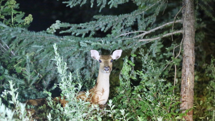 【夜のゲレンデ・ナイトツアー】めったに踏み込めない夜のゲレンデで動物探し＆星空観察☆