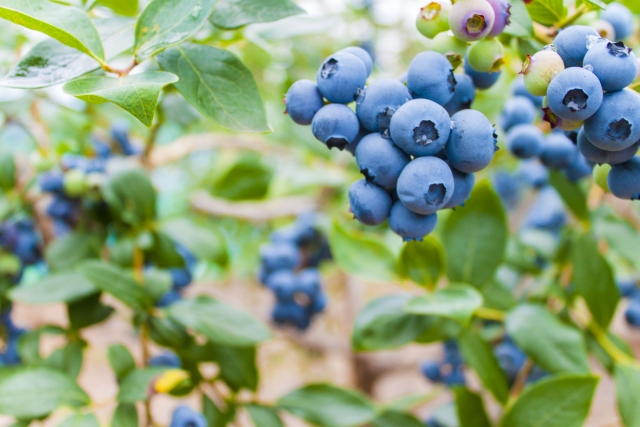 ブルーベリー狩り