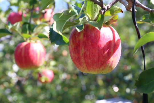 りんご狩り体験