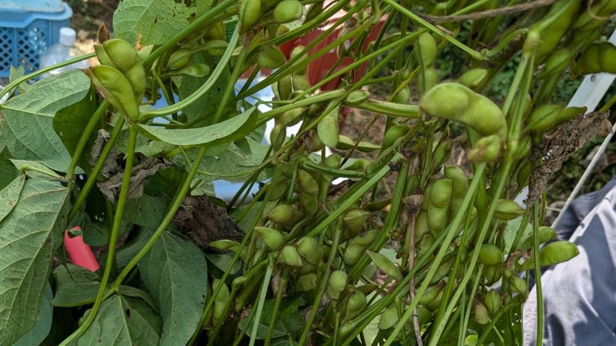 黒豆収穫プラン