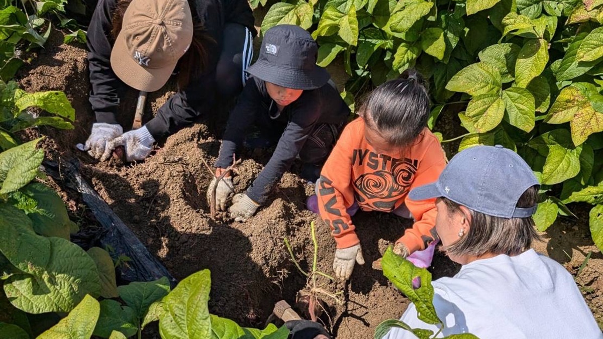 黒豆収穫プラン